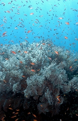 Bali 2016 - Liberty - Corail - IMG_5876_rc